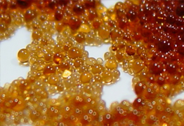 Ion exchange resin beads
