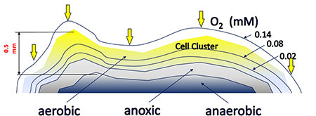 Representation of diffusion of O2 into the cell cluster